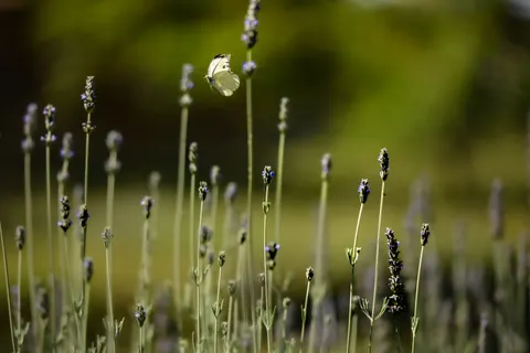 Fond d'écran Champ de lavande 4K · flowers · 3840×2563