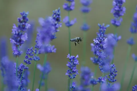 라벤더 밭 4K 배경화면 · flowers · 3840×2560