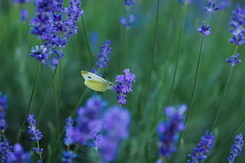 خلفية حقل الخزامى بدقة 4K · flowers · 3840×2560