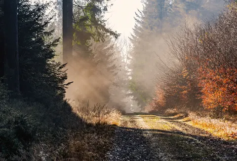 Autumn Forest 4K Wallpaper · nature · 3840×2621