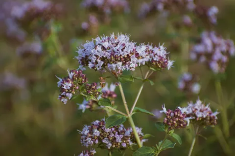 خلفية حقل الخزامى بدقة 4K · flowers · 3840×2560