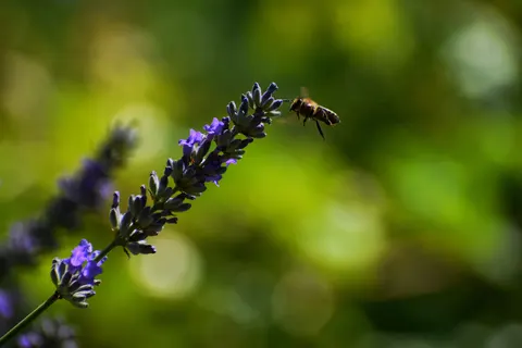 Обои Лавандовое поле 4K · flowers · 3840×2560