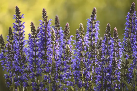 라벤더 밭 4K 배경화면 · flowers · 3840×2560