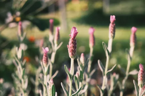 薰衣草田 4K壁纸 · flowers · 3840×2560
