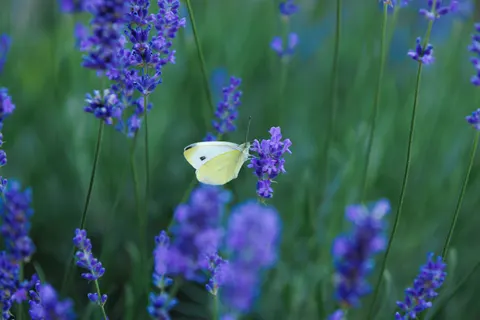 خلفية حقل الخزامى بدقة 4K · flowers · 3840×2560