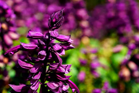 薰衣草田 4K壁纸 · flowers · 3840×2560