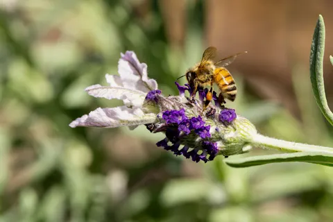 Fondo de pantalla Campo de lavanda 4K · flowers · 3840×2560