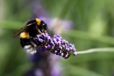 Обои Лавандовое поле 4K · flowers · 3840×2559