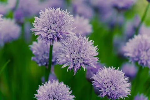 라벤더 밭 4K 배경화면 · flowers · 3840×2560