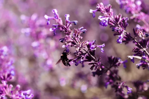 خلفية حقل الخزامى بدقة 4K · flowers · 3840×2560