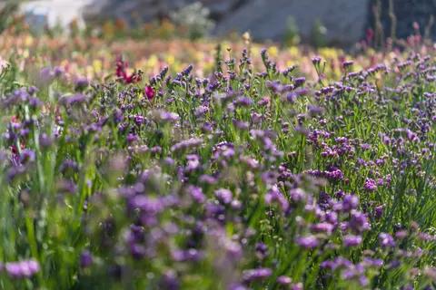 라벤더 밭 4K 배경화면 · flowers · 3840×2560