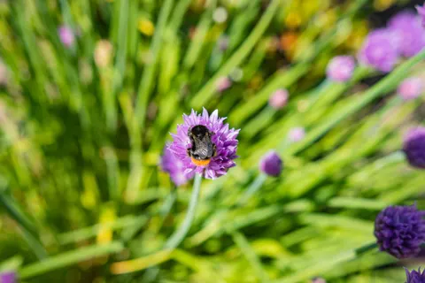 Lavendelfeld 4K Hintergrundbild · flowers · 3840×2560
