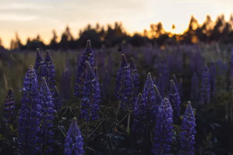 薰衣草田 4K壁纸 · flowers · 3840×2560