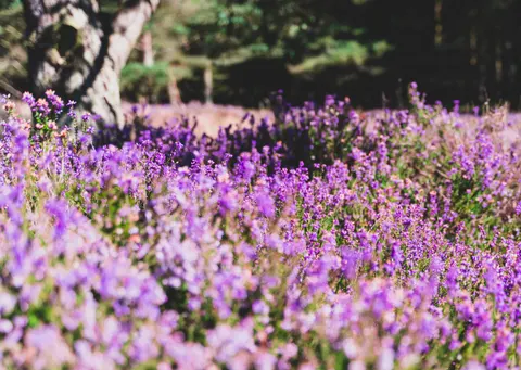 라벤더 밭 4K 배경화면 · flowers · 3840×2730