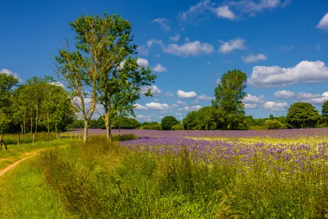 Fond d'écran Champ de lavande 4K · flowers · 3840×2561