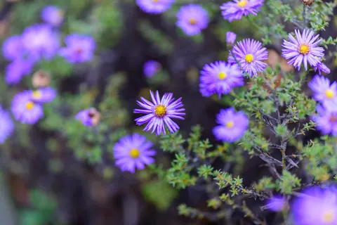 라벤더 밭 4K 배경화면 · flowers · 3840×2560