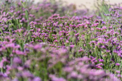 라벤더 밭 4K 배경화면 · flowers · 3840×2560