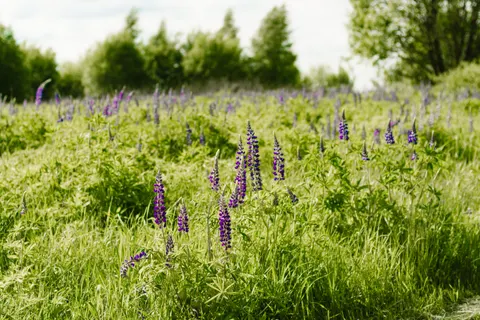 Fond d'écran Champ de lavande 4K · flowers · 3840×2560