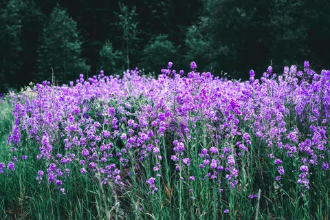 薰衣草田 4K壁纸 · flowers · 3840×2561