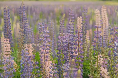 라벤더 밭 4K 배경화면 · flowers · 3840×2560