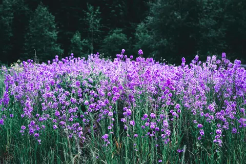 라벤더 밭 4K 배경화면 · flowers · 3840×2561