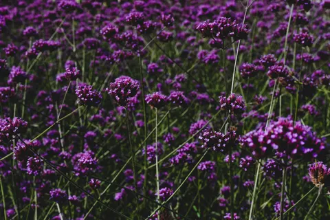薰衣草田 4K壁纸 · flowers · 3840×2560
