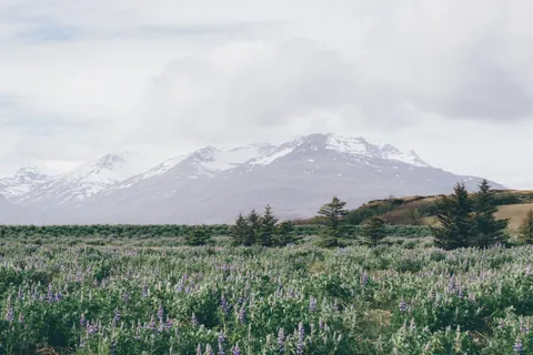 라벤더 밭 4K 배경화면 · flowers · 3840×2560