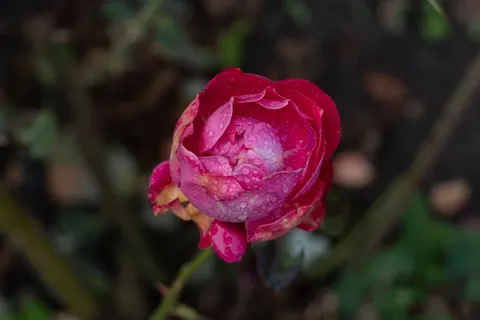 Rose 4K Hintergrundbild · flowers · 3840×2560