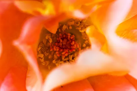 Rose 4K Wallpaper · flowers · 3840×2560