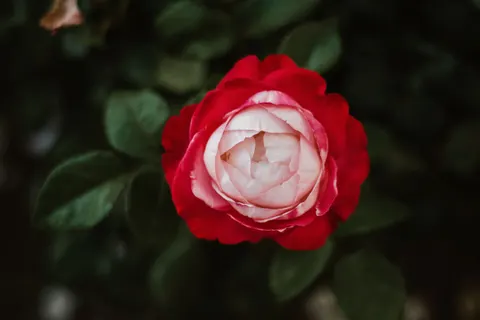 玫瑰 4K壁纸 · flowers · 3840×2560