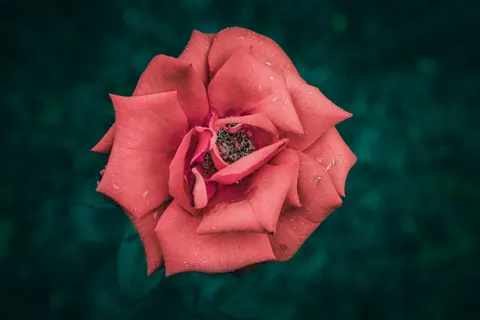 Rose 4K Hintergrundbild · flowers · 3840×2560