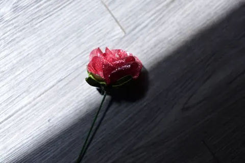 Rose 4K Hintergrundbild · flowers · 3840×2563