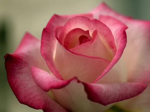 장미 4K 배경화면 · flowers · 3840×2881
