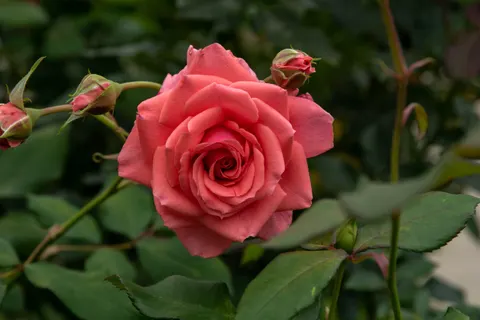 خلفية وردة بدقة 4K · flowers · 3840×2560