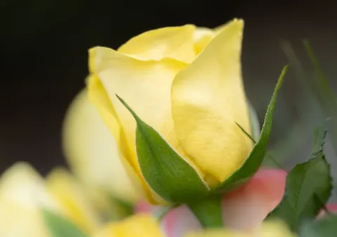 玫瑰 4K壁纸 · flowers · 3840×2695