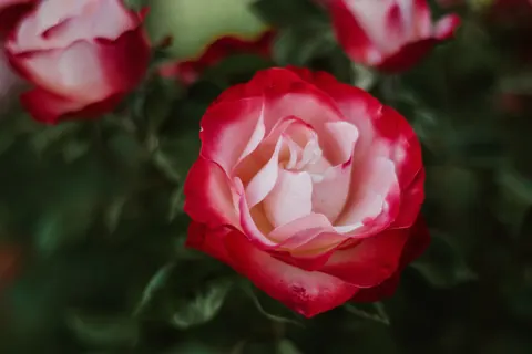 장미 4K 배경화면 · flowers · 3840×2560
