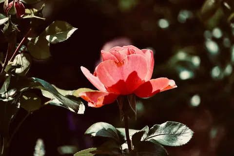 Rose 4K Hintergrundbild · flowers · 3840×2560