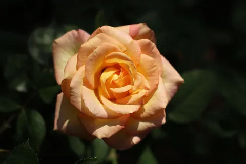 Rose 4K Hintergrundbild · flowers · 3840×2560