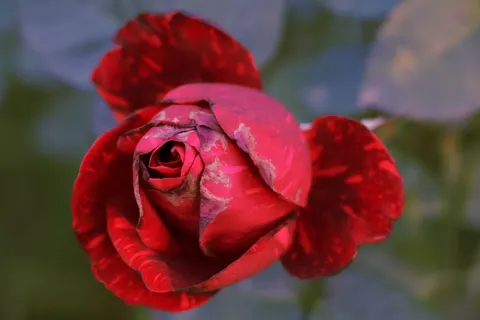 バラ 4K壁紙 · flowers · 3840×2560