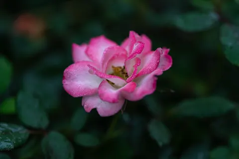 Rose 4K Wallpaper · flowers · 3840×2560