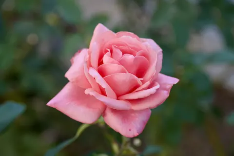 Rose 4K Wallpaper · flowers · 3840×2560
