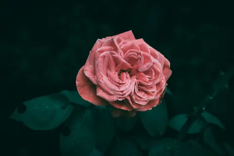 Rose 4K Wallpaper · flowers · 3840×2560