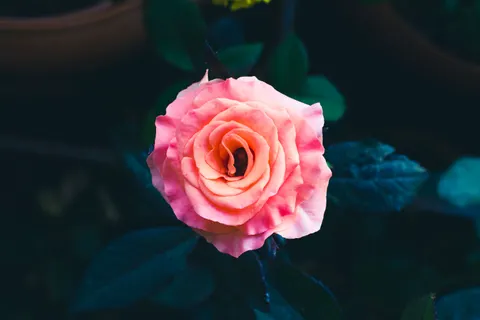 Rose 4K Wallpaper · flowers · 3840×2560