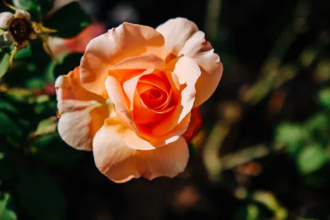 Rose 4K Hintergrundbild · flowers · 3840×2560