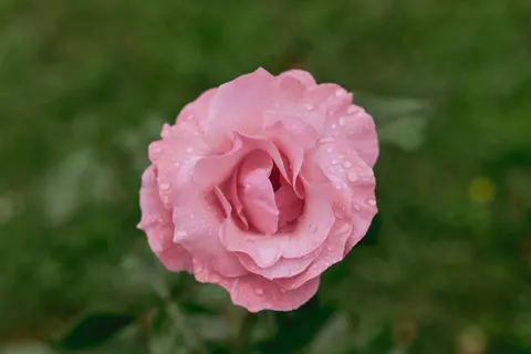 Обои Роза 4K · flowers · 3840×2562