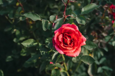 Обои Роза 4K · flowers · 3840×2560