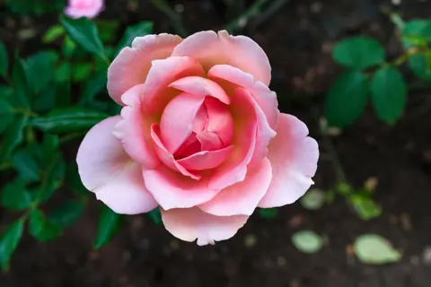 Fondo de pantalla Rosa 4K · flowers · 3840×2560
