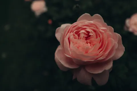 Rose 4K Wallpaper · flowers · 3840×2562