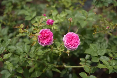 Обои Роза 4K · flowers · 3840×2560