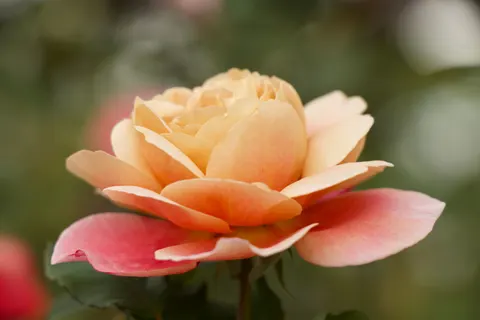 Rose 4K Hintergrundbild · flowers · 3840×2560